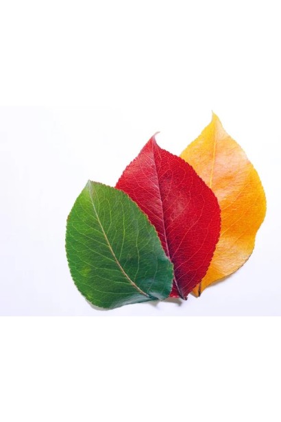 Груша Каллері Шантеклер